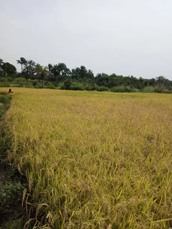 Picture rice field ready for harvest