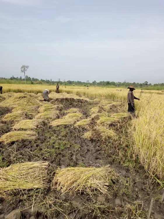 Field is ripe but labourers are few