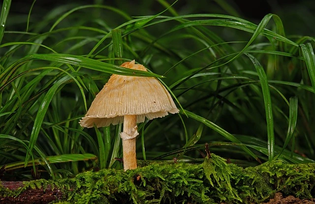 pic of mushroom